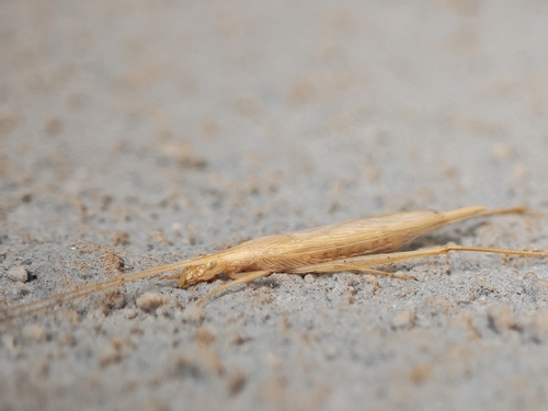 Large Tree-cricket