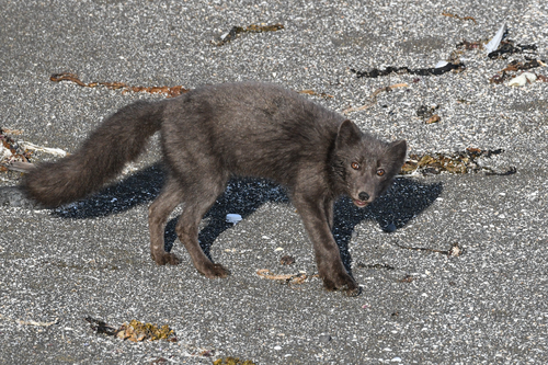 Pribilof Island Fox