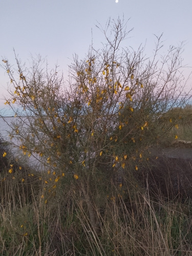 Small-leaved kowhai