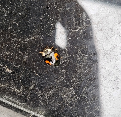 Asian Lady Beetle