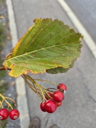 Whitebeam