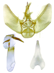 Eupithecia multistrigata