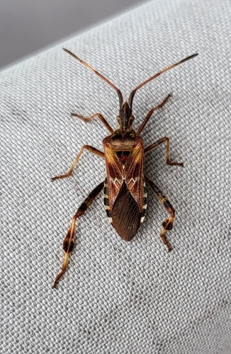 Western Conifer Seed Bug