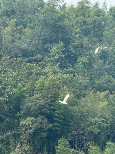 Little Egret