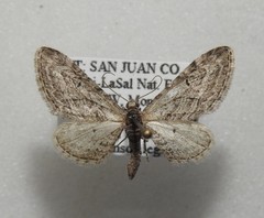 Eupithecia multistrigata