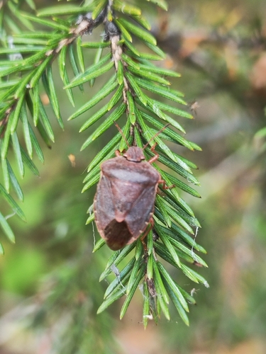 Green Shield Bug
