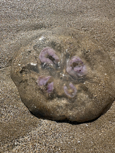 Common Moon Jelly