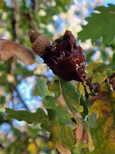 Andricus dentimitratus