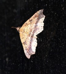 Philogethes metableta