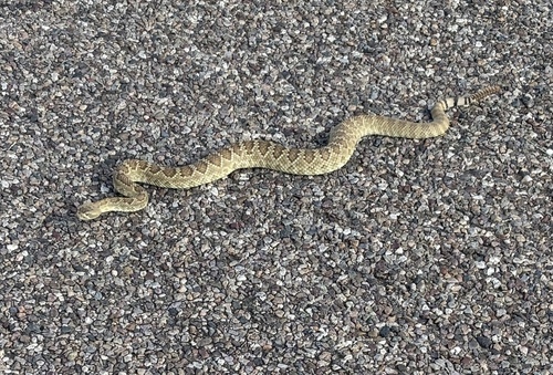 Mojave Rattlesnake