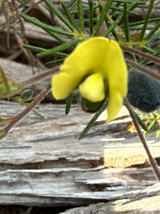 (c) Khands, some rights reserved (CC BY) Gompholobium tomentosum, photograph (c) Khands, some rights reserved (CC BY)