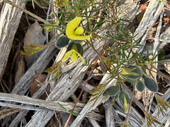 (c) Khands, some rights reserved (CC BY) Gompholobium tomentosum, photograph (c) Khands, some rights reserved (CC BY)