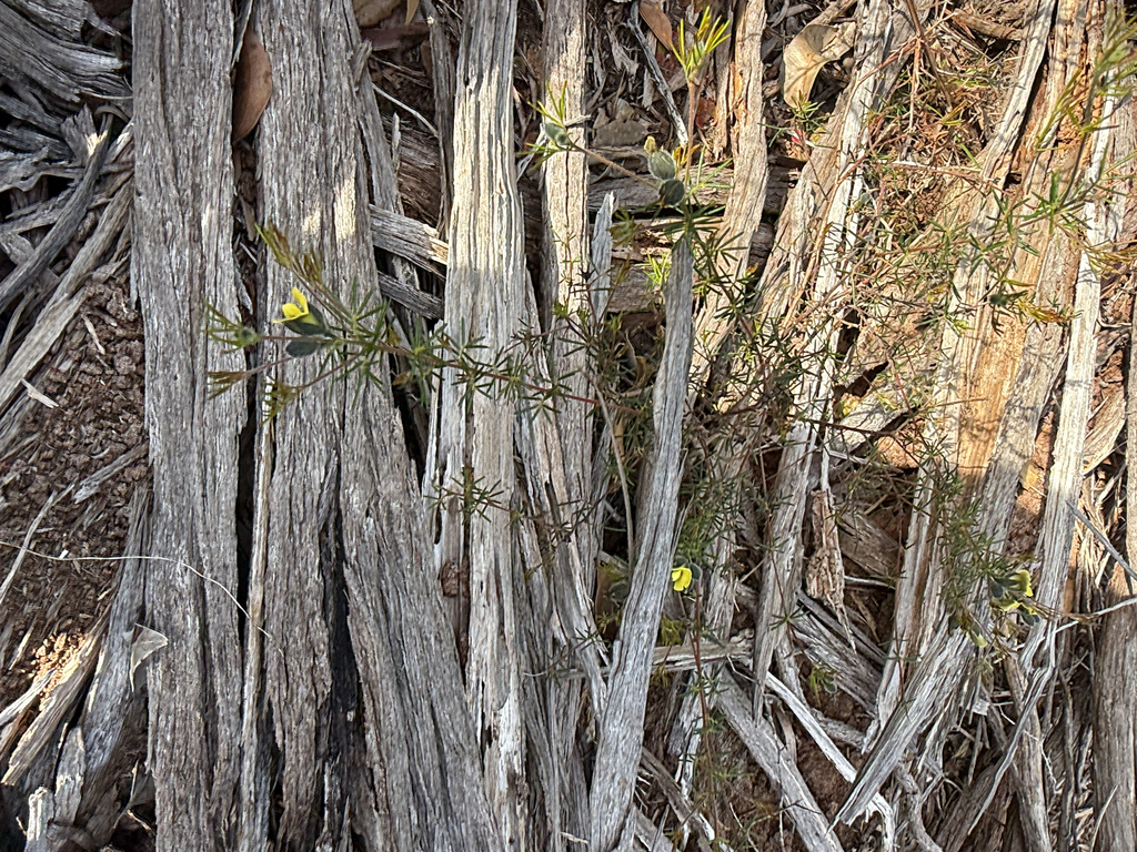 Gompholobium tomentosum; photograph (c) Khands, some rights reserved (CC BY)