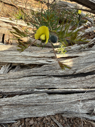 Gompholobium tomentosum, photograph 1