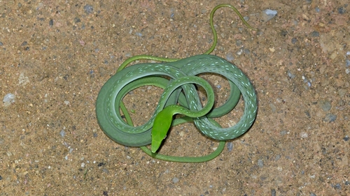 Oriental Whipsnake