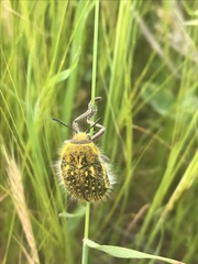 Julodis