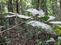 Cordia nodosa