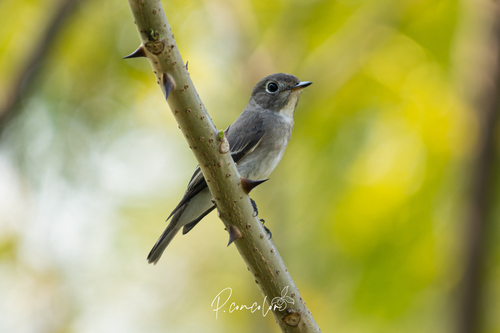 Asian Brown Flycatcher