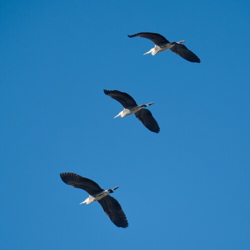 Grey Heron