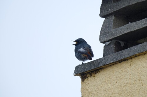 Black Redstart