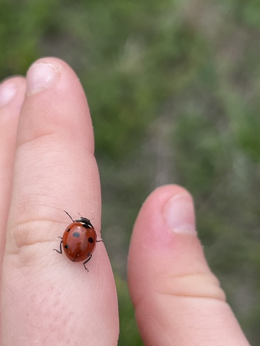 Seven-spotted Lady Beetle