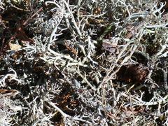 Cladonia stygia