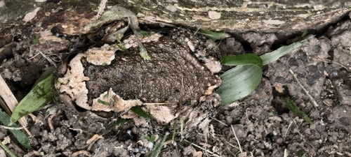 Asian Painted Frog