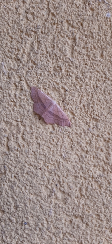 Small Blood-vein