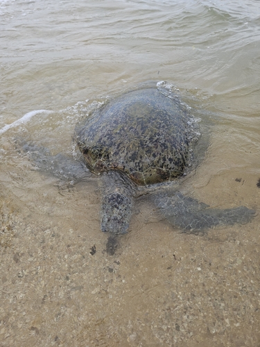 Green Sea Turtle