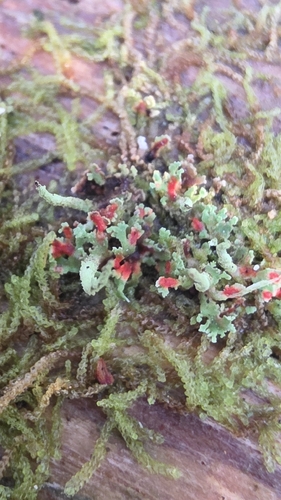 Cladonia rubrotincta