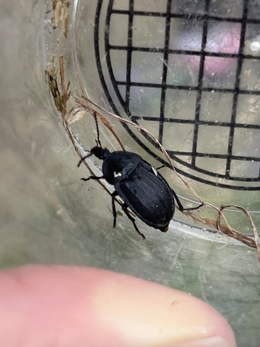 Black snail beetle