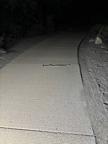Western Black-tailed Rattlesnake