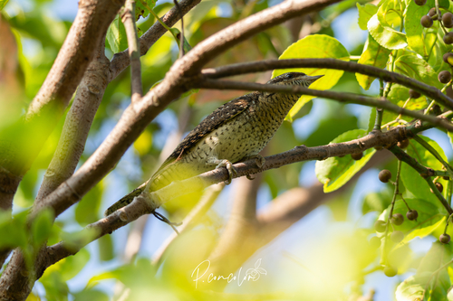 Eurasian Wryneck