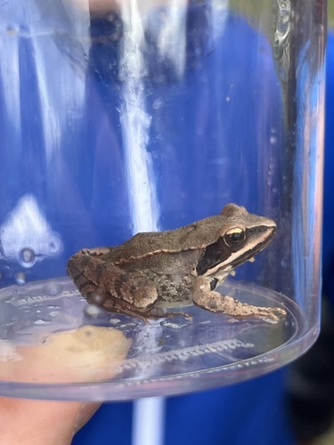 Agile Frog