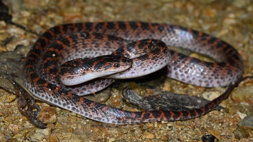 Red-banded Snake