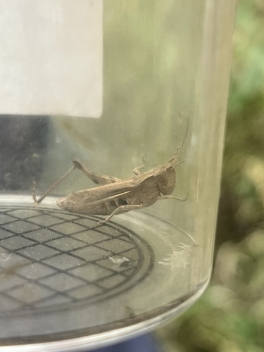 Steppe Grasshopper