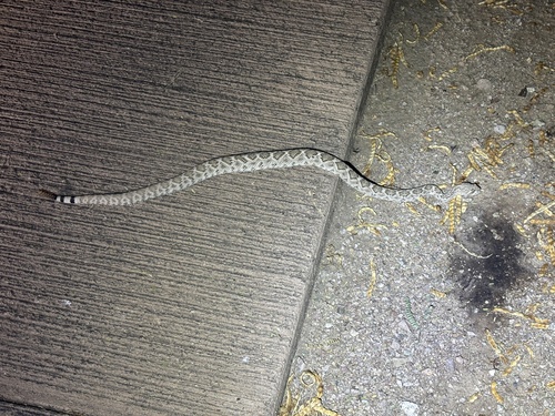 Western Diamond-backed Rattlesnake