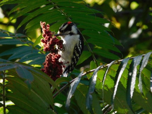Downy Woodpecker