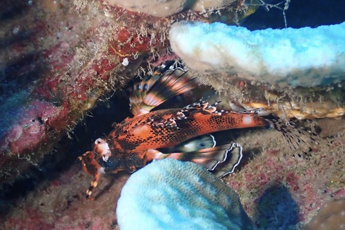 Dendrochirus biocellatus observed 2026-09-23