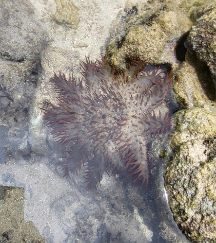 Acanthaster planci observed 2026-09-18