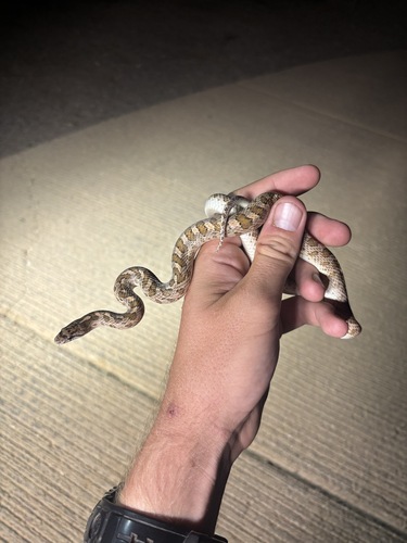 Western Glossy Snake