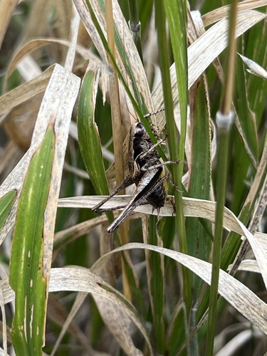 Dark Bush-cricket