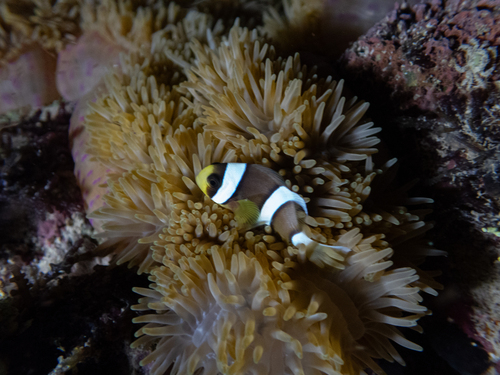 Clark's Anemonefish