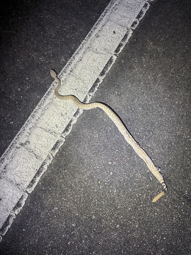 Western Diamond-backed Rattlesnake