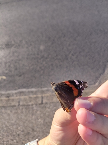 Red Admiral