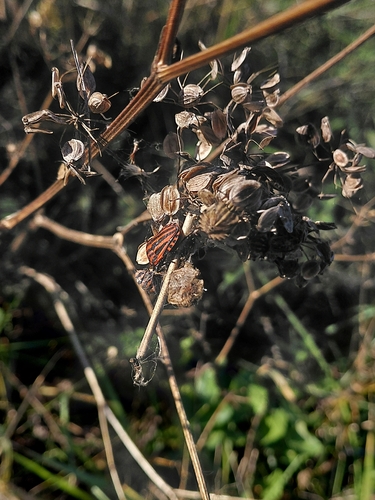 European Striped Shield Bug