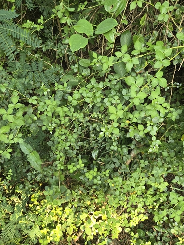 Eleutherococcus trifoliatus