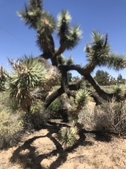 Yucca brevifolia