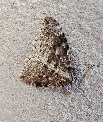 Autumnal Moth