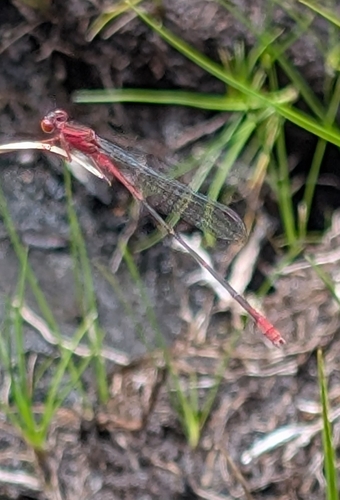 Megalagrion calliphya, 2026-09-22